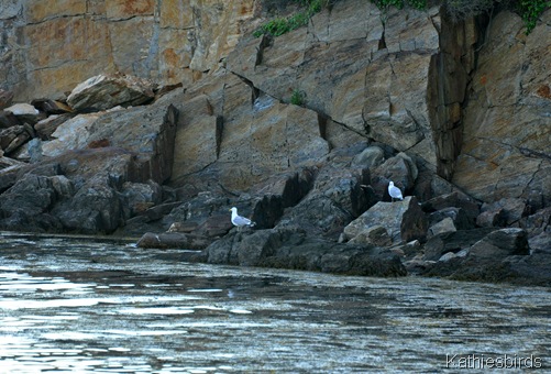 5. gulls on the rocks-kab