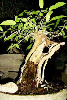Merawat Pohon Bonsai Ampelas Atau Rampelas