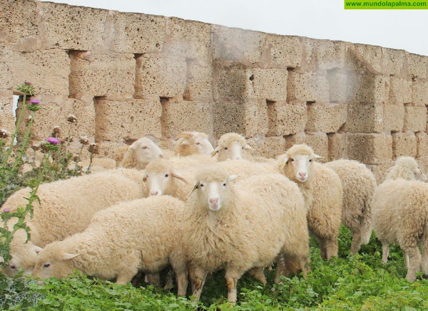 El Cabildo destina 80.000 euros al fomento de la ganadería vacuna y ovina