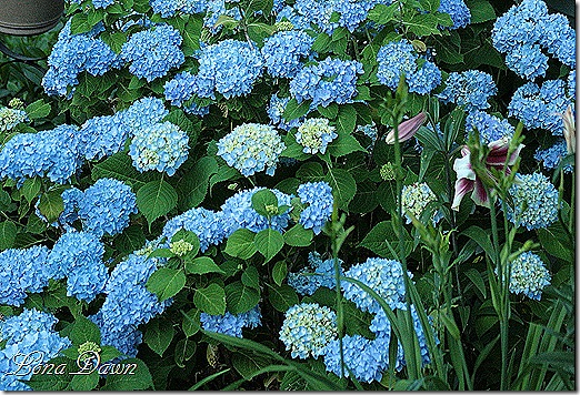 Hydrangea_Nikko3