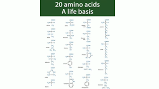 amino acids