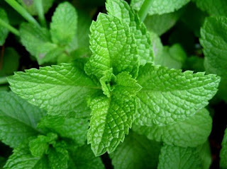 Cure bad breath at home with peppermint leaves