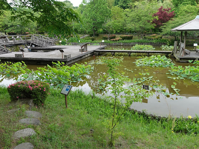 鳥取県米子市淀江町福岡　伯耆古代の丘公園　古代ハスの園