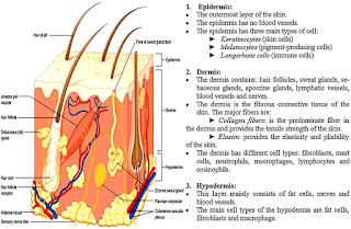 structure of human skin