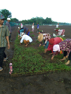 Rumput lamuran untuk konsumen di pasuruan jawa timur April Tahun 2024