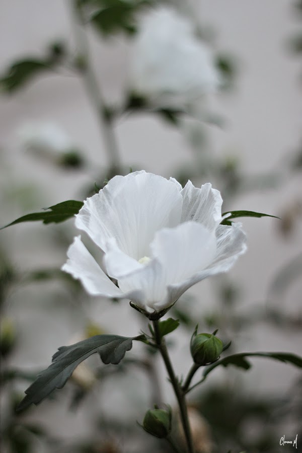 rose trémière blanche ile de ré