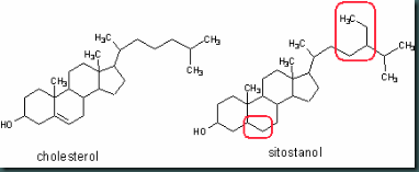 cholesterol