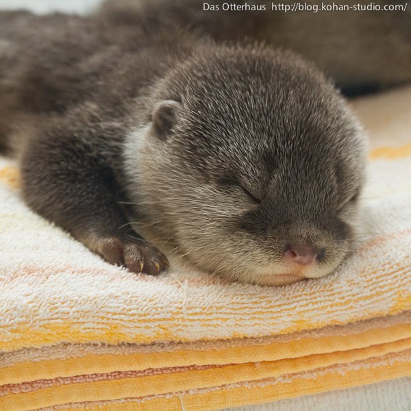 cute baby otter, baby otter, cute baby animals, baby animal pictures