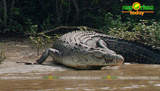 Satkosia wildlife Sanctuary , Odisha