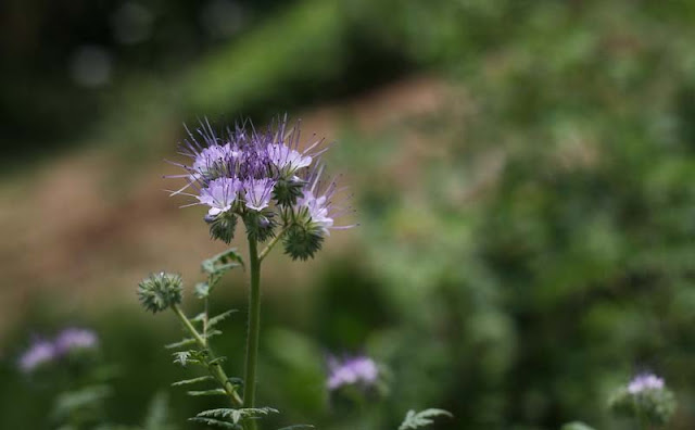 Phacelia Tanacetifolia Flowers Pictures