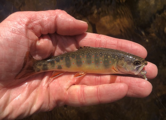 Great Smoky Mountain brook trout for the grand slam