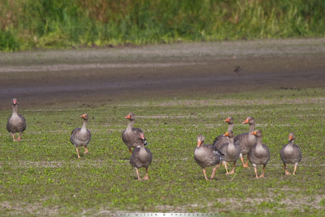 Grauwe Gans - Greylag Goose - Anser anser