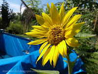 Manfaat bunga matahari