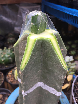 Astrophytum miryostigma hybrid