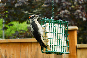 Woodpecker, Downy Woodpecker, bird, backyard bird