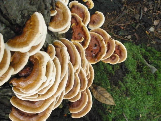  Reishi Mushroom Wiki | Ganoderma mushrooms | Biobritte mushrooms