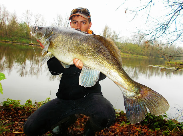 Savage Gear Quentin Combe Zander Sandre Record 90 Loire 3D Trout 12.5cm Golden Albino Rainbow