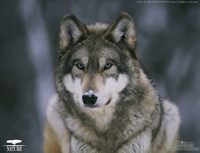 Wolf Wallpapers