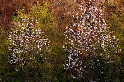 Blossoming trees at springtime