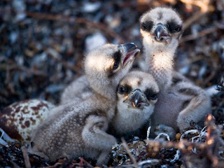 baby osprey chicks