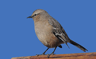 Pájaros de Península Valdés Calandria