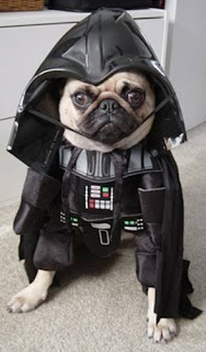 Cão vestido de personagens do StarWars série Meu dono é um IMBECIL - CONECTOU!