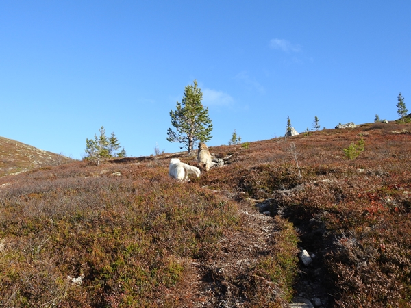 sørbølfjellet