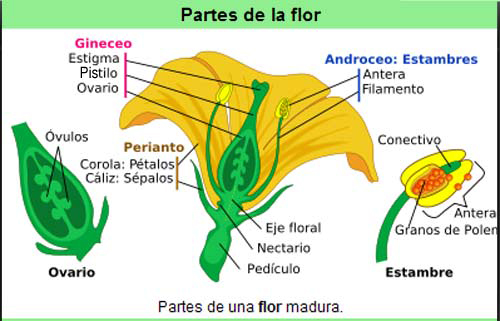 Imagenes De Flores Que Se Reproducen Sexualmente - Las Flores más bellas de Valsaín Los Montes de Valsaín