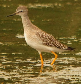 Lesser Yellowlegs