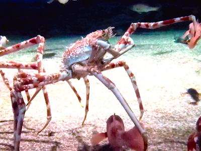 [10000印刷√] タカアシガニ 食べれるところ 814705-タカアシガニ 食べれるところ