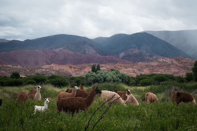 Llama afternoon near Humahuaca, Argentina