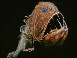 Arafah Aquarium Foto foto hewan  laut  paling aneh di dunia