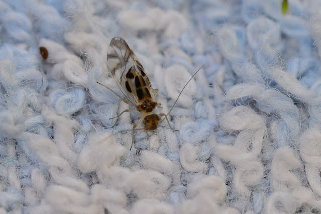 Graphopsocus cruciatus