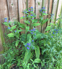 Green Alkanet, Pentaglottis sempervirens.  Coney Hall, 10 April 2017.