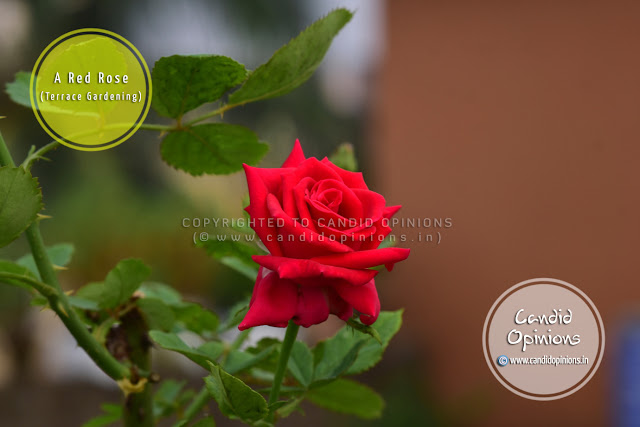 Photo Story 14: A Red Rose On My Terrace Garden