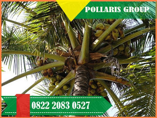 Jarak Tanam Kelapa Genjah Entok, Kelapa Genjah Salak, Kasus Kelapa Genjah Entok Banyumas, Jual Bibit Kelapa Dalam, Jual Bibit Kelapa Di Medan, Jual Bibit Kelapa Daksina Bali, Jual Bibit Kelapa Di Bali, Jual Bibit Kelapa Di Banyuwangi, Jual Bibit Kelapa Di Bogor, Jual Bibit Kelapa Di Malang,