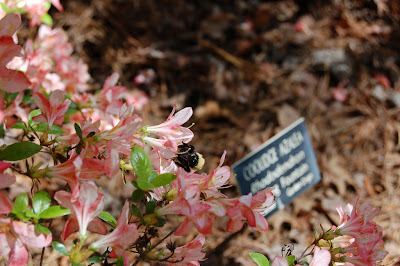 azalea