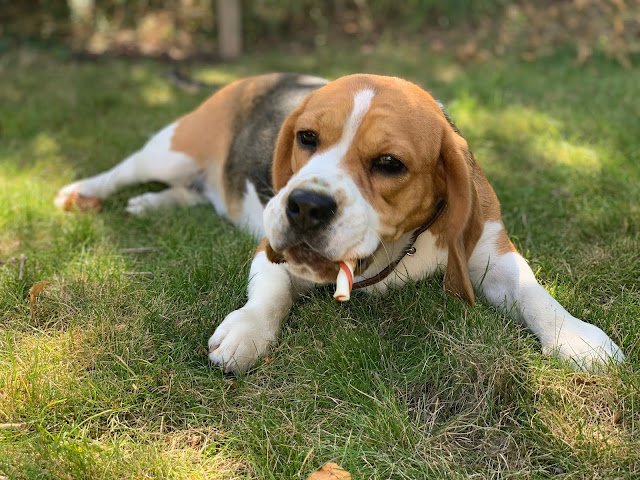 Bella en sød beagle hund