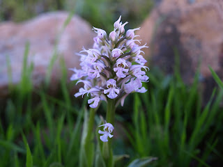 Orchis conica