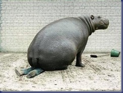 hippo-funny-animals