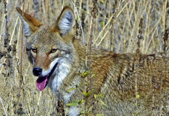 Young Coyote1(2)