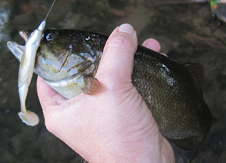 potomac smallmouth