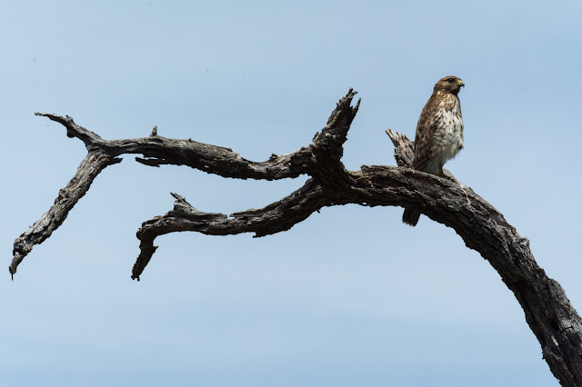 Red-shouldered Hawk, Post Oak Park