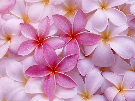 Gambar Gambar Bunga  Berwarna Merah Muda