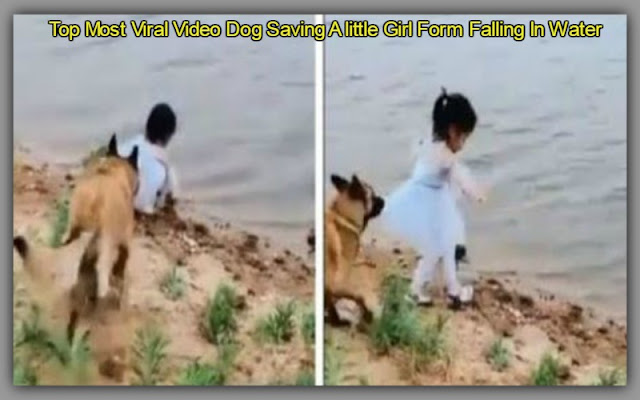 Top Most Viral Video Dog Saving A little Girl Form Falling In Water