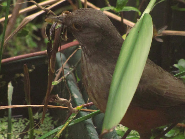 Turdus rufiventris Zorzal colorado