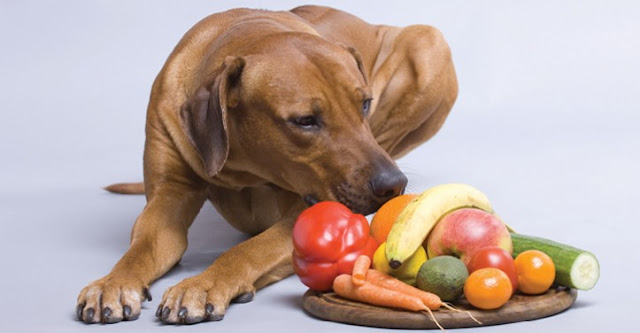 Fruits for Dogs