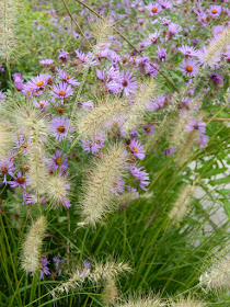 Autumn Fountain Grass and New England Asters at the Toronto Botanical Garden's Perennial Borders by garden muses--not another Toronto gardening blog