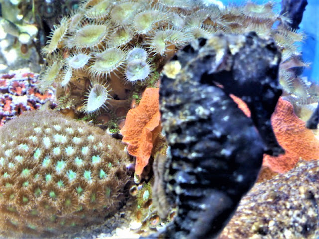 Museo Oceanográfico de Mónaco, caballito de mar