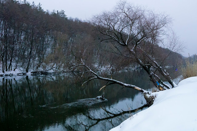 дерево на березі Сіверського Донця